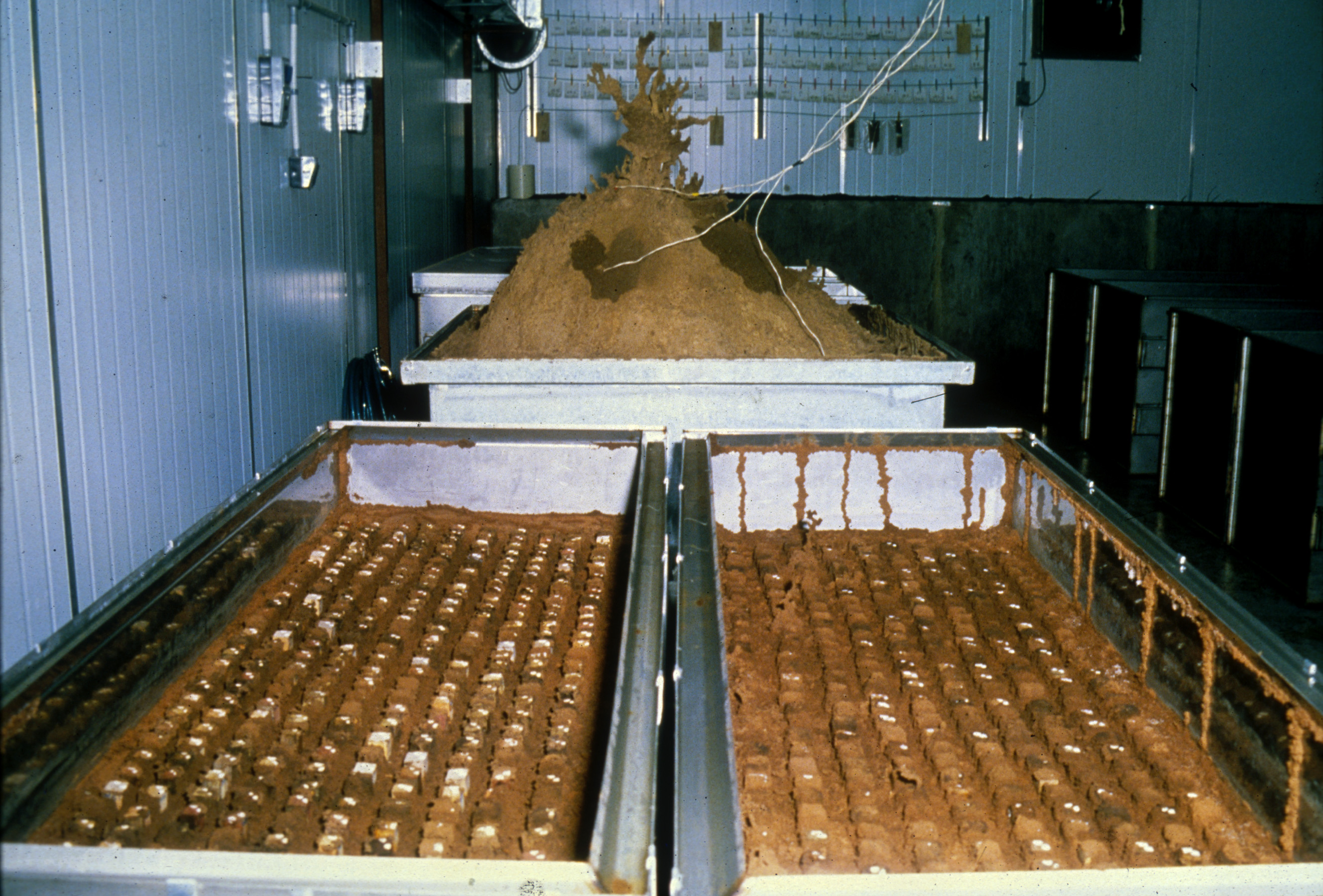 Termite research at The Commonwealth Scientific and Industrial Research Organisation (CSIRO), Australia. Date and Photographer unknown.